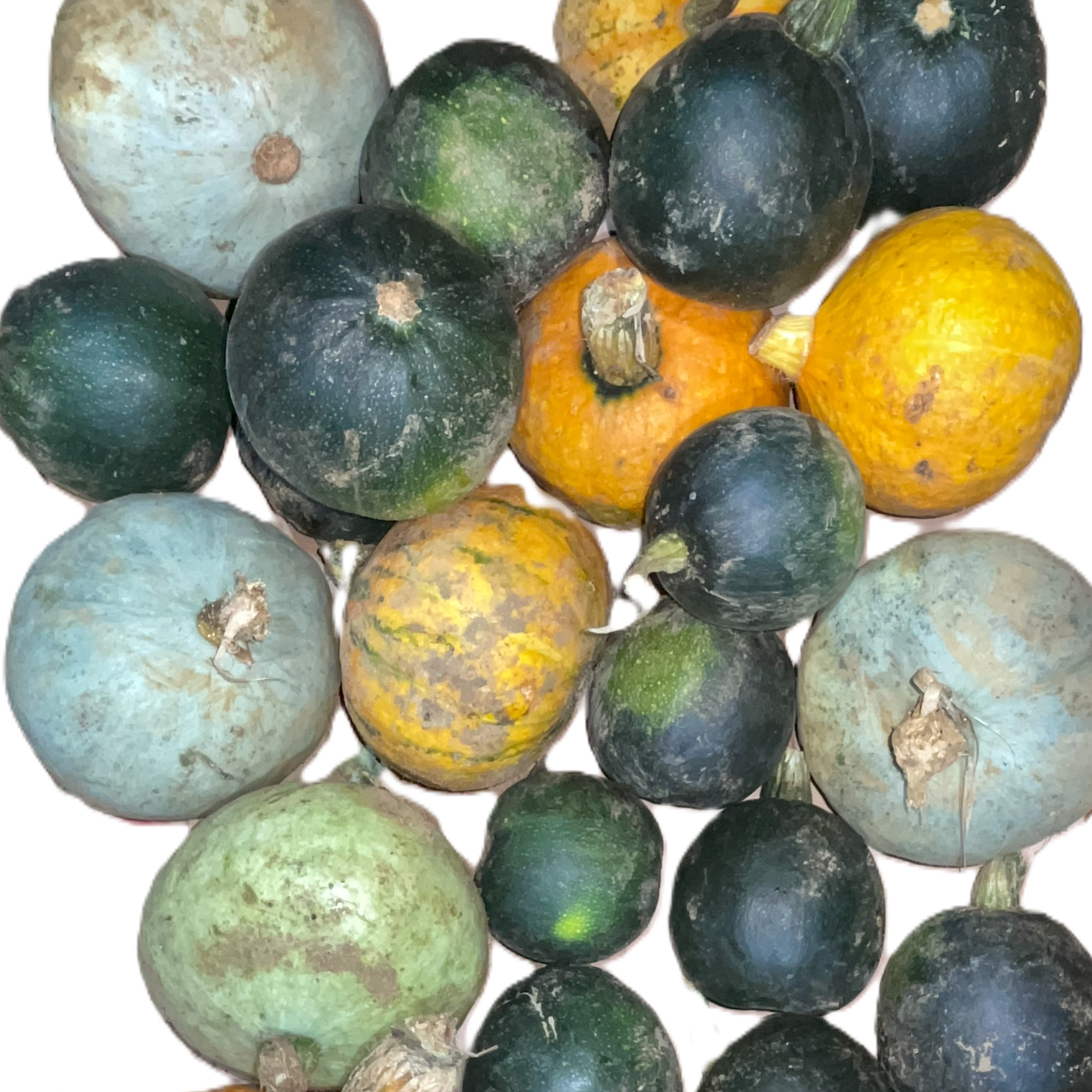 mixed squash